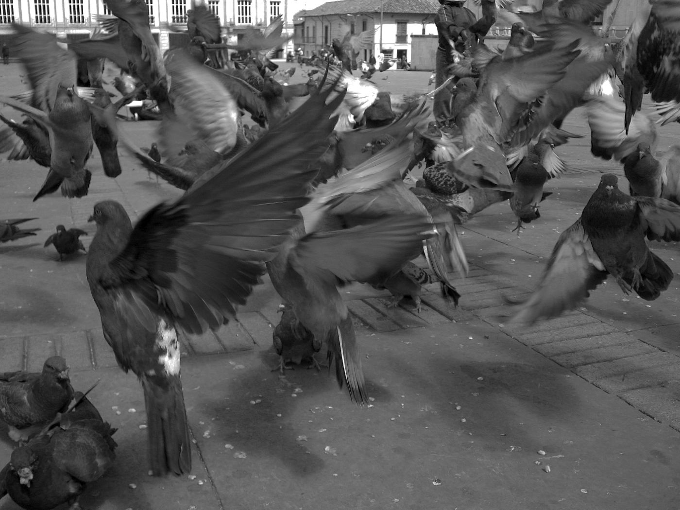 Pidgeons flying